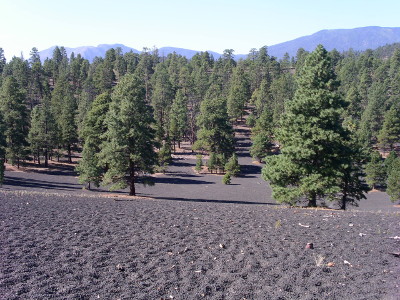 [Hillside covered with ash with trees growing from it.]